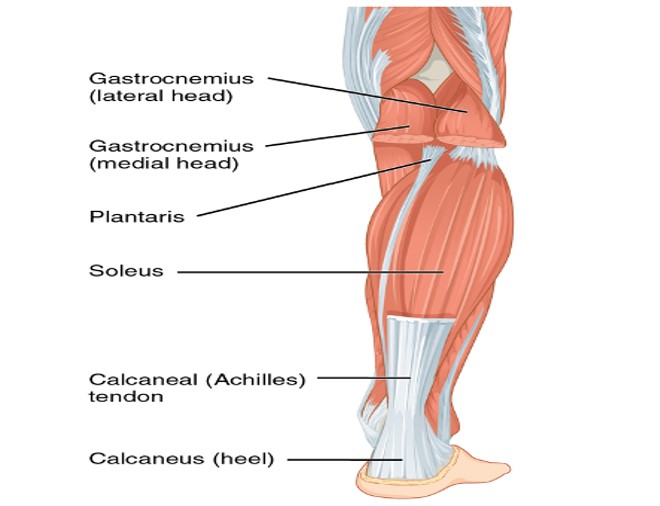 diagram of achilles tendon and muscles in lower leg.