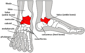 diagram of talar dome injury.